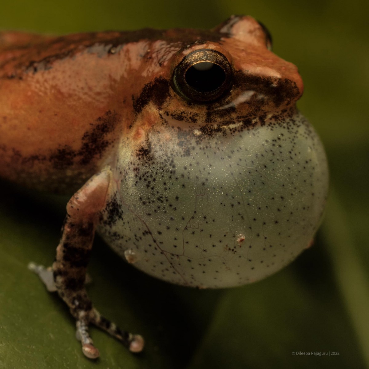 Pseudophilautus popularis Megaskumbura & Manamendra-Arachcchi, 2005